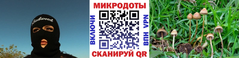 Купить  Самара  Псилоцибиновые грибы Psilocybe 